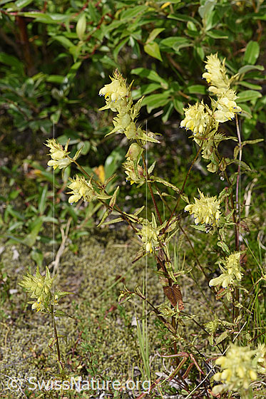 Foto: Schmalblättriger Klappertopf (Rhinanthus glacialis). Ganze Pflanze (Habitus).