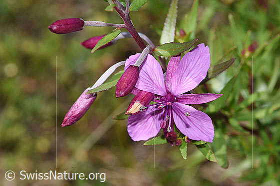 Photo: Epilobium fleischeri. Blossom.