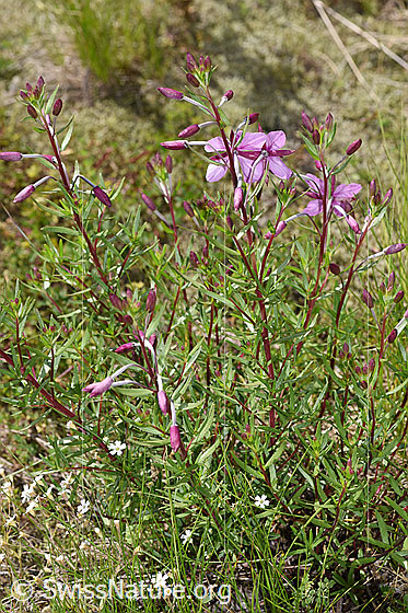 Photo: Epilobium fleischeri. Whole plant (habiti).