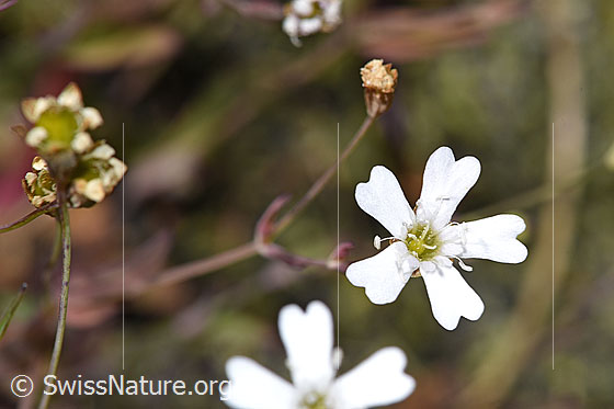 Photo: Silene rupestris. Blossom.