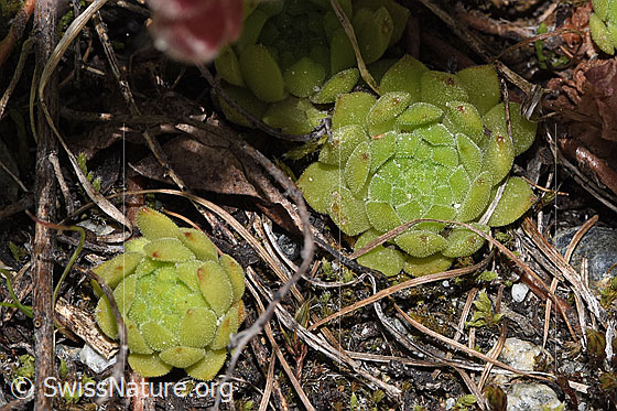 Photo: Sempervivum montanum. Leaf rosettes.