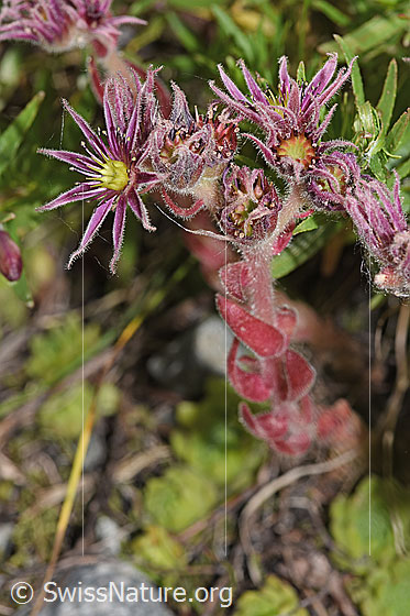 Photo: Sempervivum montanum. Whole plant (habiti).