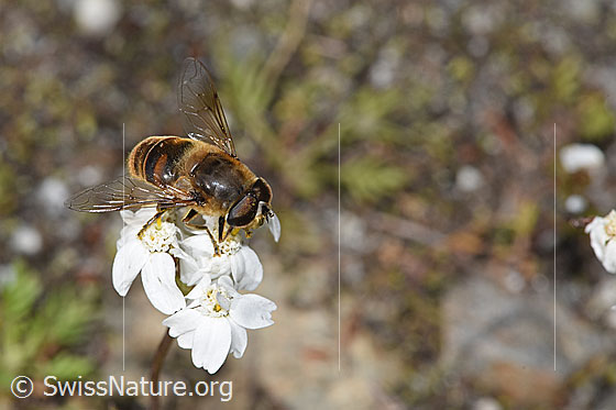 Foto: Mistbiene (Eristalis tenax) auf Moschus-Schafgarbe (Achillea erba-rotta ssp. moschata). Länge 12 - 16mm. Männchen. Ansicht von schräg oben.
