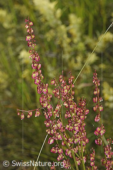 Foto: Schildblättriger Ampfer (Rumex scutatus). Blüten und Stängel.