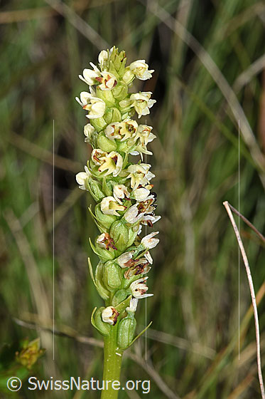 Foto: Weisszunge (Pseudorchis albida). Blütenstand.