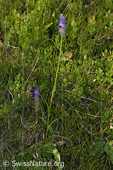 Foto: Betonienblättrige Rapunzel (Phyteuma betonicifolium). Ganze Pflanze (Habitus).