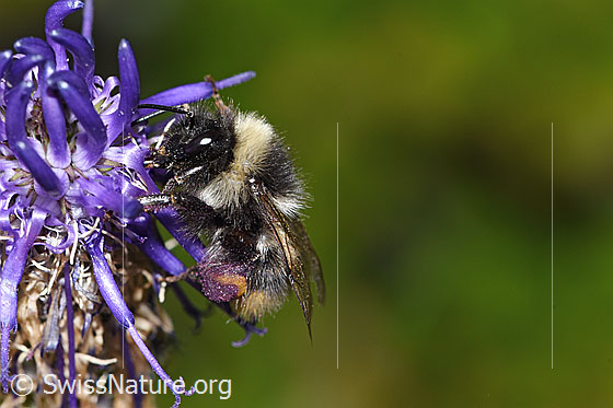 Foto: Wahrscheinlich Pyrenäenhummel (Bombus pyrenaeus) auf Betonienblättrige Rapunzel (Phyteuma betonicifolium). Länge 9 - 20mm. Ansicht von der Seite.