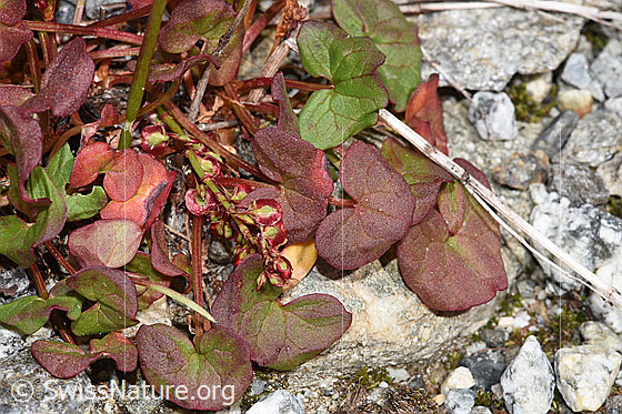 Photo: Oxyria digyna. Leaves.