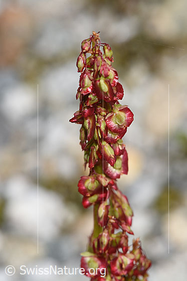 Foto: Säuerling (Oxyria digyna). Blütenstand.