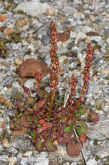 Foto: Säuerling (Oxyria digyna). Ganze Pflanze (Habitus).