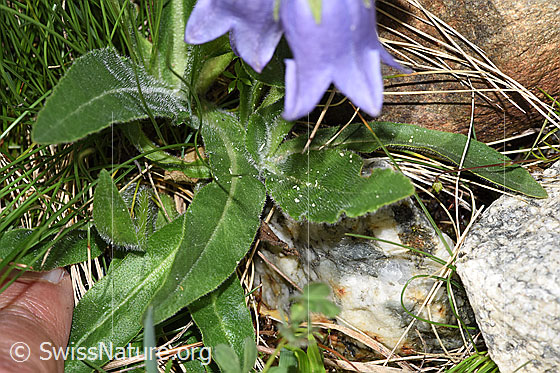 Photo: Campanula barbata. Leaves. Leaf top.