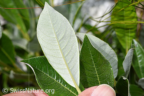 Foto: Wahrscheinlich Schweizer Weide (Salix helvetica). Blattunterseite (weissfilzig).