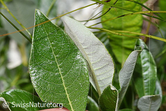 Foto: Wahrscheinlich Schweizer Weide (Salix helvetica). Blattoberseite (Zerstreut behaart).