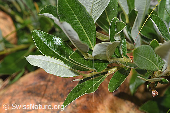 Foto: Wahrscheinlich Schweizer Weide (Salix helvetica). Blätter.
