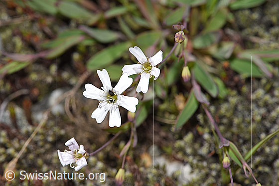 Photo: Silene rupestris. Blossoms.