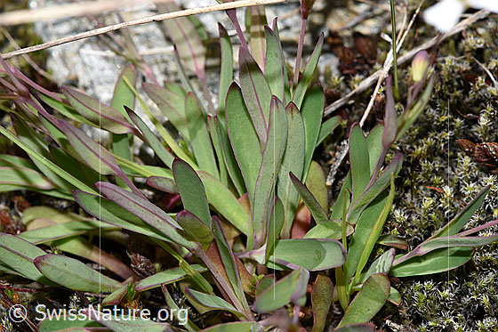 Photo: Silene rupestris. Leaves and stem.