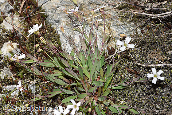 Foto: Felsen-Leimkraut (Silene rupestris). Ganze Pflanze (Habitus).