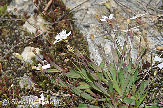 Photo: Silene rupestris. Whole plant (habiti). Whole plant (habiti).