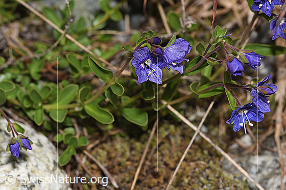 Foto: Felsen-Ehrenpreis (Veronica fruticans). Ganze Pflanze (Habitus).