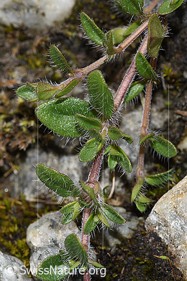 Foto: Vielhaariger Thymian (Thymus praecox ssp. polytrichus). Blätter und Ausläufer.