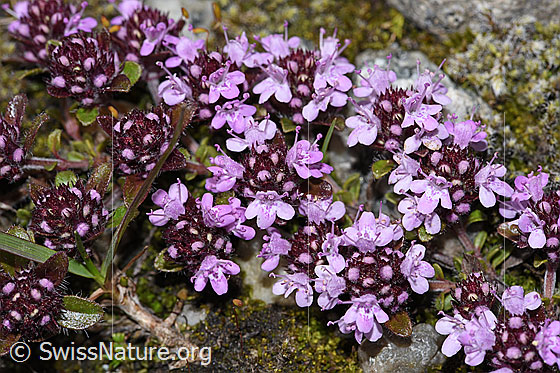 Photo: Thymus praecox ssp. polytrichus. Blossoms.