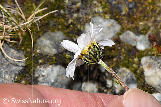 Foto: Gewöhnliche Alpenmargerite (Leucanthemopsis alpina). Stängel, Kelch und Blüte.