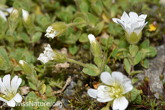 Foto: Einblütiges Hornkraut (Cerastium uniflorum). Blätter und Stängel, drüsig behaart.