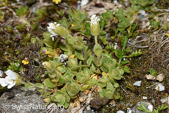 Foto: Einblütiges Hornkraut (Cerastium uniflorum). Ganze Pflanze (Habitus).