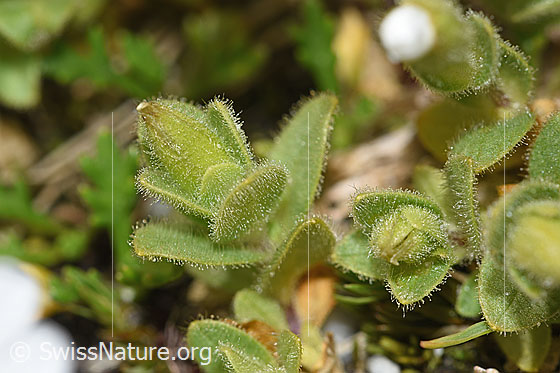 Foto: Einblütiges Hornkraut (Cerastium uniflorum). Blätter, drüsig behaart.