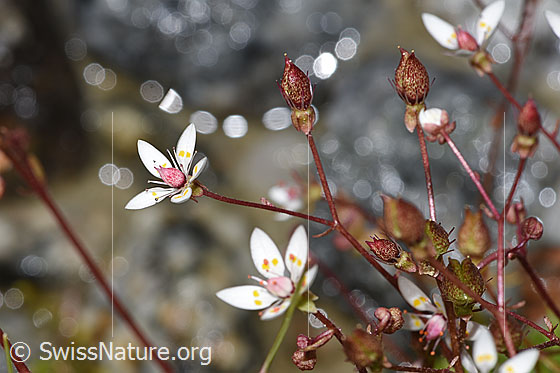 Foto: Sternblütiger Steinbrech (Saxifraga stellaris). Blüten.