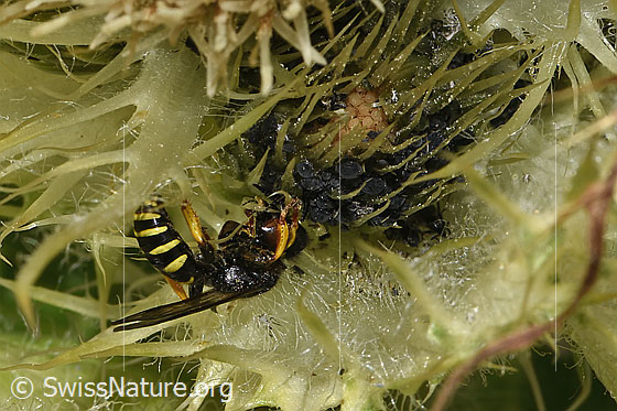 Foto: Crabro peltatus (Grabwespe) auf Alpen-Kratzdistel (Cirsium spinosissimum). Männchen. Ansicht von der Seite. Vor dem Kopf der Wespe sind dunkle Blattläuse zu sehen.