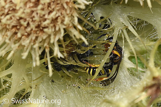 Foto: Crabro peltatus (Grabwespe) auf Alpen-Kratzdistel (Cirsium spinosissimum). Männchen. Ansicht von der Seite.