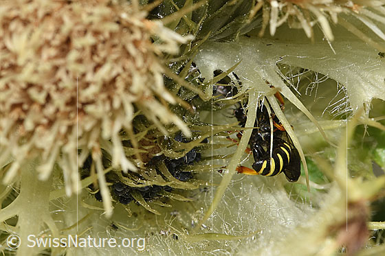 Foto: Crabro peltatus (Grabwespe) auf Alpen-Kratzdistel (Cirsium spinosissimum). Männchen. Ansicht von hinten.