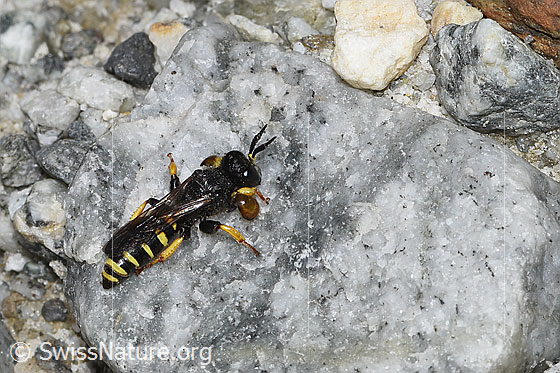 Foto: Crabro peltatus (Grabwespe). Länge 12mm. Männchen. Ansicht von schräg oben.