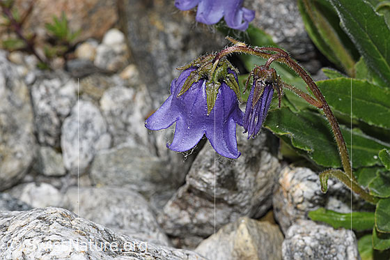 Foto: Bärtige Glockenblume (Campanula barbata). Blüte. Ansicht von schräg oben.