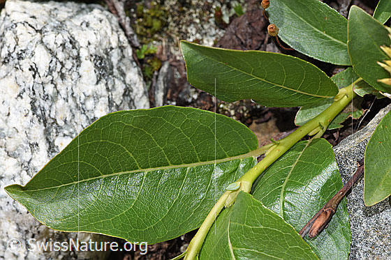 Foto: Sal-Weide (Salix caprea). Blattoberseite.