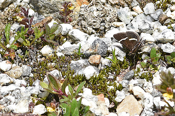 Photo: Probably Pyrausta cingulata. Wings half open. View diagonally from the front.