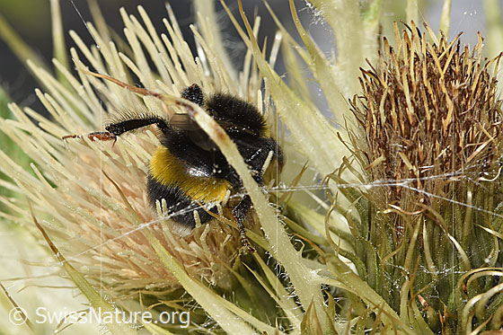 Photo: Bombus cryptarum on Cirsium spinosissimum. View from above.