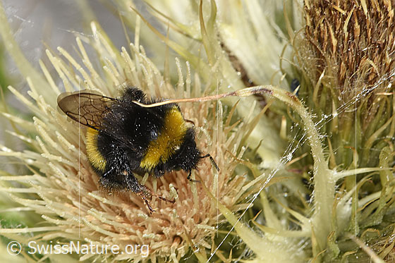 Photo: Bombus cryptarum auf Alpen-Kratzdistel (Cirsium spinosissimum). View from the front top side.