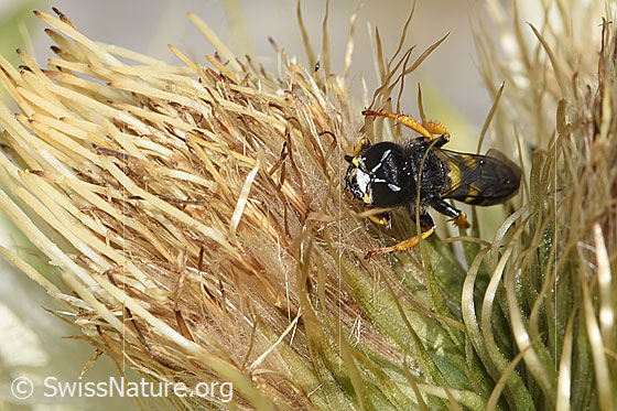 Foto: Crabro peltatus (Grabwespe) auf Alpen-Kratzdistel (Cirsium spinosissimum). Länge 12mm. Weibchen. Ansicht von vorne.