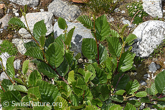 Photo: Alnus viridis. Whole plant (habiti).