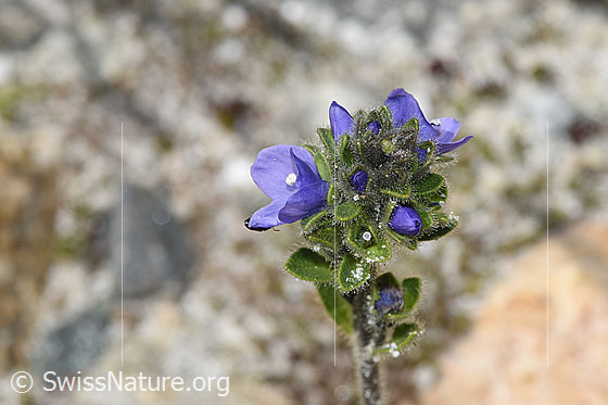 Foto: Wahrscheinlich Rosetten-Ehrenpreis (Veronica bellidioides). Blüten.