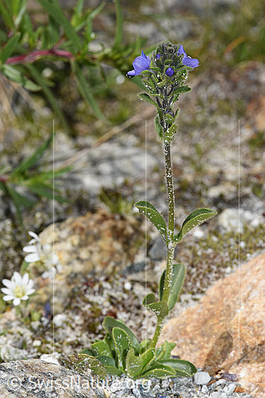 Photo: Probably Veronica bellidioides. Whole plant (habiti).
