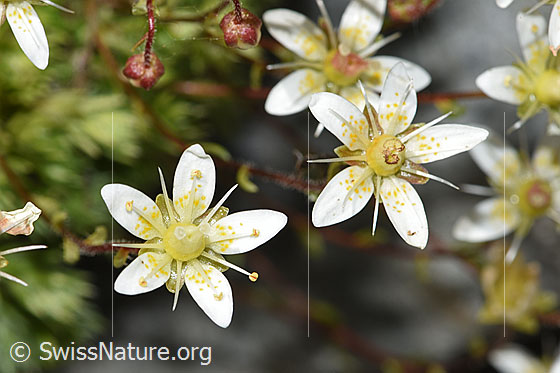 Foto: Moosartiger Steinbrech (Saxifraga bryoides). Blüten.