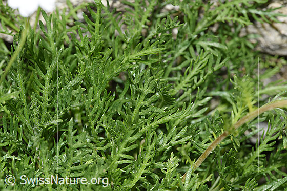 Foto: Moschus-Schafgarbe (Achillea erba-rotta ssp. moschata). Blätter.