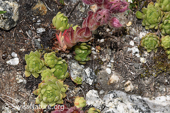 Foto: Berg-Hauswurz (Sempervivum montanum). Blattrosetten.