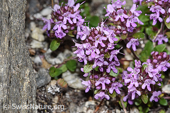 Foto: Vielhaariger Thymian (Thymus praecox ssp. polytrichus). Blüten.