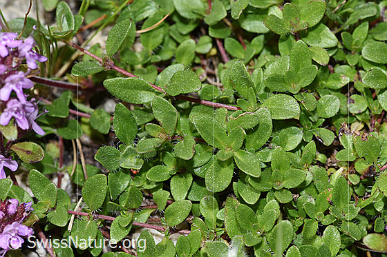 Foto: Vielhaariger Thymian (Thymus praecox ssp. polytrichus). Blätter. Blattoberseite.