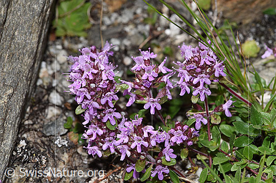 Foto: Vielhaariger Thymian (Thymus praecox ssp. polytrichus). Blüten.