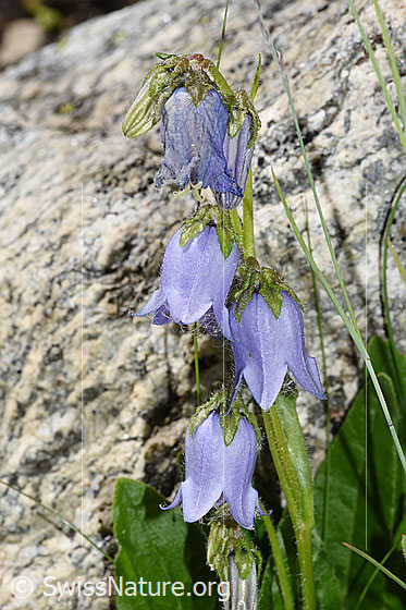 Photo: Campanula barbata. Blossoms.